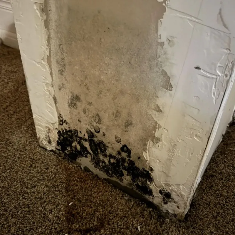 Professional Mold Removal in Acushnet, MA